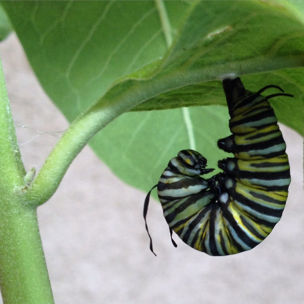 Monarch caterpillar preparing to form a chrysalis