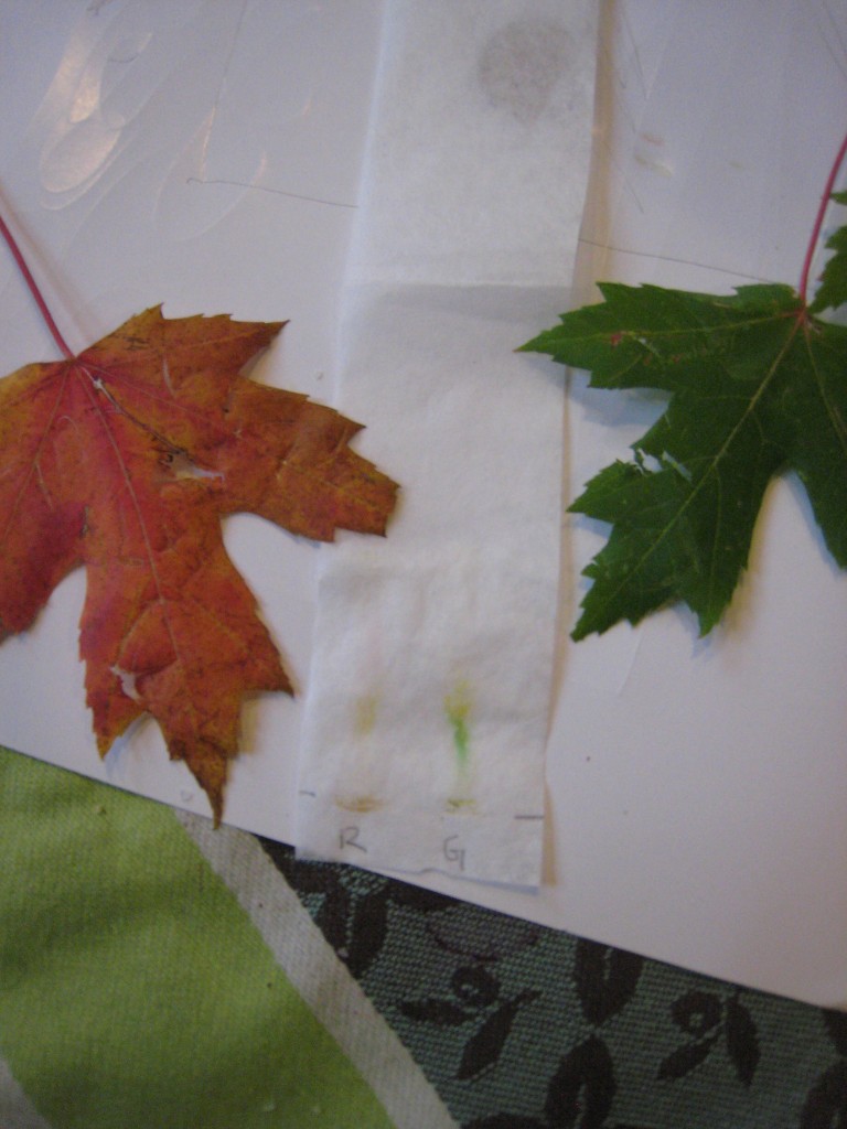 Plant Chromatography for Kids « The Kitchen Pantry Scientist