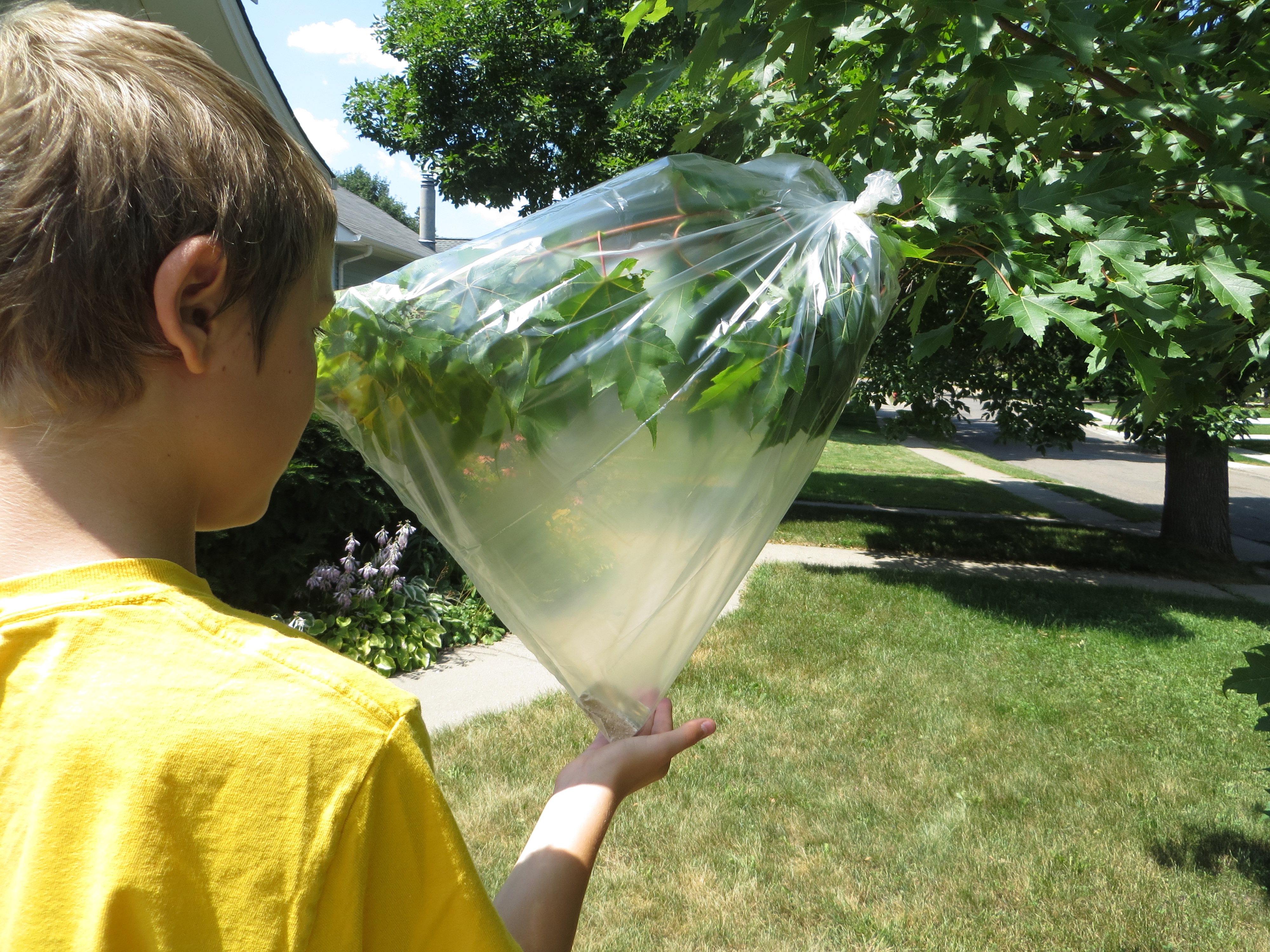 Чем вода помогает растениям. Эксперименты с растениями. Эксперименты с растениями для детей. Опыт транспирация растений. Эксперименты с листьями растений.