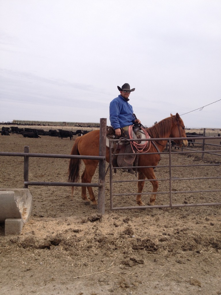 patrolling the feedlot to make sure the cattle are healthy