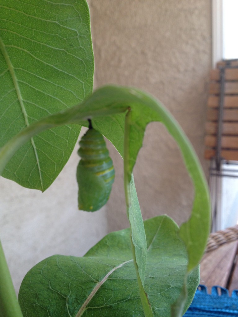 Newly-formed Monarch butterfly chrysalis